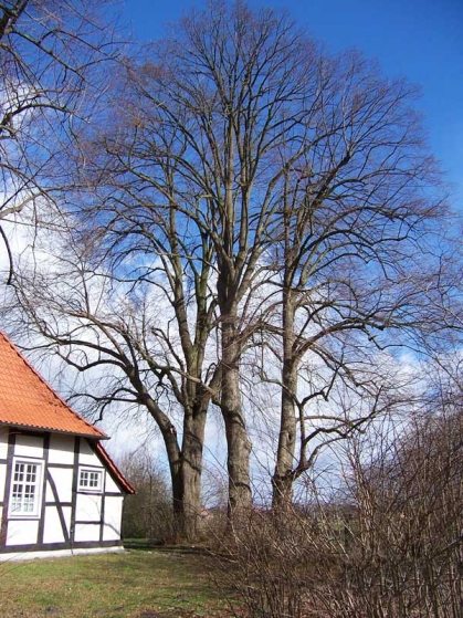 Bild 4 von 5 Linden an der alten Kapelle im Ortsteil Lippling
